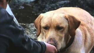 Far From Home The Adventures Of Yellow Dog Trailer 1994 [upl. by Alithea552]