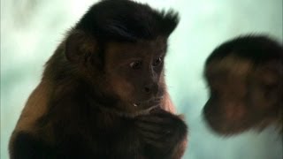 Capuchin monkey fights for equal rights  Inside the Animal Mind Episode 3  BBC Two [upl. by Labannah]