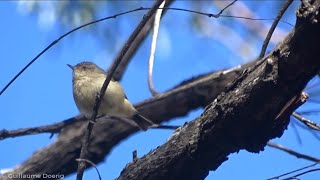 Buffrumped Thornbill Acanthiza reguloides  ChilternMt Pilot National Park Victoria AUSTRALIA [upl. by Lleksah165]