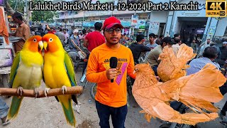 Lalukhet Exotic Birds Market 1122024 Part 2 Karachi Latest Updates  Unique and Rare Birds [upl. by Davon]