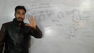 Megasporogenesis CBSE 12th BIOLOGY by Rahul sir [upl. by Idroj]