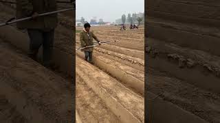 Farmland irrigation hose laying process [upl. by Derian]