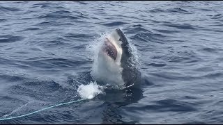 Breaching Great White Sharks  25th amp 26th September 2019 [upl. by Beauvais]