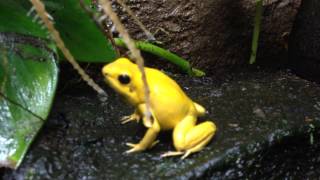 Phyllobates Terribilis Orange ruft [upl. by Biles481]