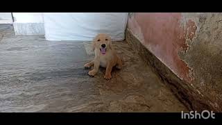 GOLDEN RETRIEVER ♀️PUPPY FOR SALE AT SILIGURI ☎9064161606 AT VERY REASONABLE PRICE [upl. by Yhtomit]