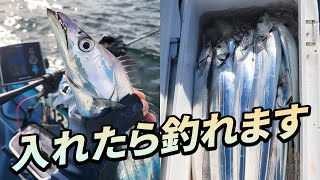 【東京湾の太刀魚が異例の豊漁】新年「釣り始め」で新記録 [upl. by Jenne]