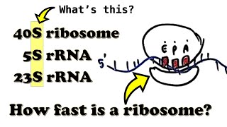 Translation  Introduction  What is the quotSquot in the 70S80S ribosome How fast is a ribosome [upl. by Cailly721]