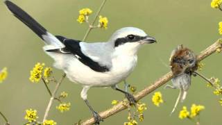 Tiny Vicious Killer Of The Bird World  Shrike Impales Its Victims On A Spike [upl. by Estis]