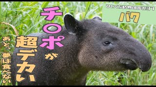 VOICEROID解説ひとくち動物図鑑37 バク [upl. by Ferris]