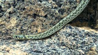 Wild chequered garter snake  Thamnophis marcianus [upl. by Clim691]