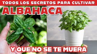 Desde que hago esto mis albahacas producen muchísimo Secreto para cultivar albahaca en casa [upl. by Airbma]