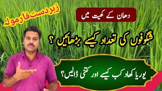 How to increase tillering in rice crop  How to use urea in paddy fields  Abid Ali Agrarian [upl. by Nahtannhoj]