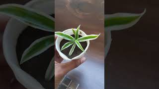 Grow spider plant 🌱white disposable paper spider plantwhitedisposalhomedecor [upl. by Lindberg]