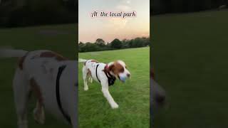 Why Are Dogs Obsessed With Chasing Balls [upl. by Dmitri]