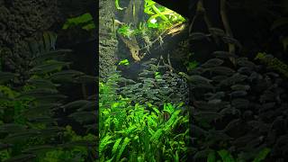 Explore Denmarks National Aquarium in 4K for FREE Travel Vlog 24 Day24 aquarium аквариум [upl. by Ettenuj]