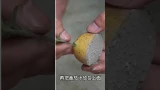 Amazing Farming Technique to grow tomatoes and potatoes shortsvideo farming urbanfarming [upl. by Pammi]