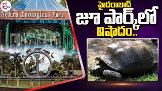 జూ పార్క్ లో  Hyderabad Nehru Zoological Park  125yearold Giant Tortoise  SumanTV [upl. by Nuris]