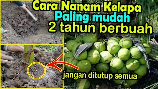 cara menanam kelapa agar cepat berbuah lebat [upl. by Haswell]