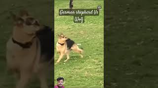 Can german shepherd defeat wolf wolfdog dog wolf germanshepherd wolfe dogglesshorts short [upl. by Ecirpac]