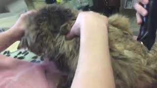 Older cat with matted fur How to remove safely and why it’s so important to do [upl. by Godart459]