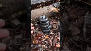 Mesmerizing Eastern King Snake Coiled Up  Natures Beauty in Action [upl. by Odawa949]