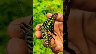 Monarch Butterfly Caterpillar Metamorphosis [upl. by Outhe]