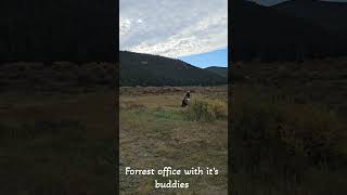 Gunilla pass fall foliage in the rockies mountainroadtrip nature fallcolors [upl. by Noguchi]