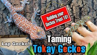 How To Tame Tokay Geckos FEEDING WITH TONGS [upl. by Issy]