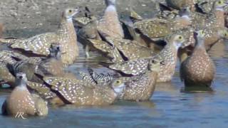 Sandgrouse coming to drink [upl. by Mohorva558]