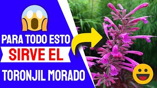 👍 Agastache Mexicana O Toronjil Morado Para Que Sirve [upl. by Arodaeht869]