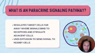 14 Paracrine Signaling Pathway [upl. by Lorak]