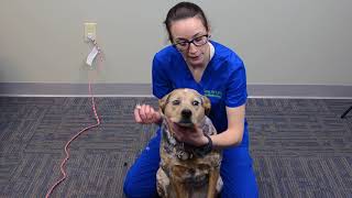 How to Give Eye Ointment to Large Dogs  IndyVet Animal Hospital [upl. by Whittemore]