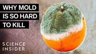 Why Mold Is So Hard To Kill [upl. by Fasano]