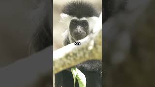 Angolan Colobus Monkey [upl. by Refinej]