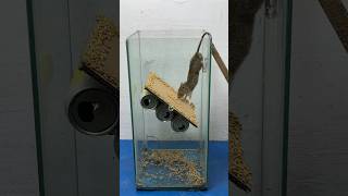 Easy humane mouse trap idea using grain bait at home mousetrap rat rattrap shorts [upl. by Toombs]