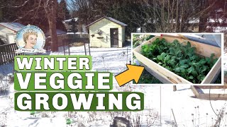 Growing Veggies In Winter  Canada  January Update [upl. by Mackintosh]