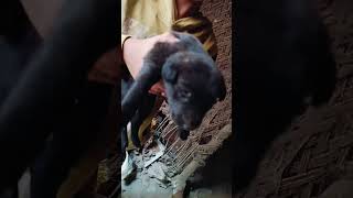 baby dog crying sound true bond  true love  puppy dog labrador pitbull dogshow [upl. by Rimidalb]