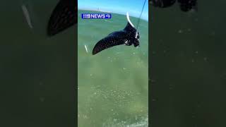 Kite surfers stingray encounter [upl. by Nnednarb]