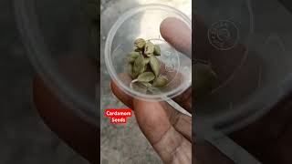 Cardamom Seeds  🍑 🙄  Tiny Cardamom basket and seeds  shorts viralvideo [upl. by Phila]