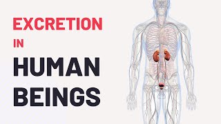 Excretion in Human Beings  Human Excretory System  CBSE Class 10 Science Chapter 6  ALYSS [upl. by Ynatirb]