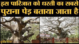 UP के Lucknow के पास इस Parijat की कहानी जानकर आप चौंक जाएंगे  Barabanki  mythological Story [upl. by Eelra669]