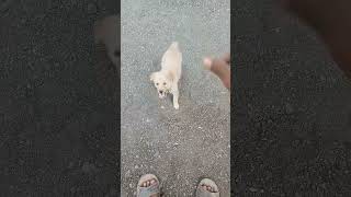 shiv milky comedymovies dog milkies tadkalas atish comedyfilms funny viralvideo trending [upl. by Dloreh]