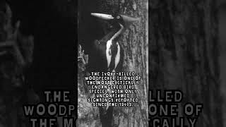 Ivory Billed Woodpecker Fact [upl. by Einnaffit]