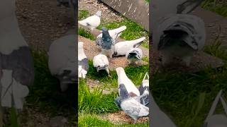 My highflying and low flying pigeons in USA Chicago [upl. by Eittod]