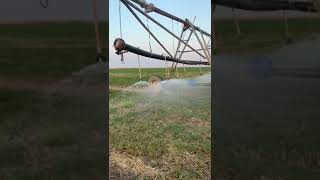 Rhodes Grass under irrigation pivot system🌱🌱 [upl. by Saxen]