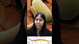 Phylum Aschelminthes  Roundworms  Characteristics amp Examples In Hindi  Biology  Adhyayanta [upl. by Jerry120]