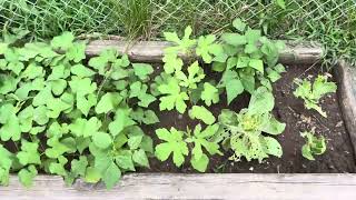 Saint Louis Missouri North County Zone 7A Food Garden Update 💪🏾😉 [upl. by Amis855]