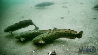 NeverBeforeSeen Burbot  Eelpout Underwater Spawning and Fishing [upl. by Noby]