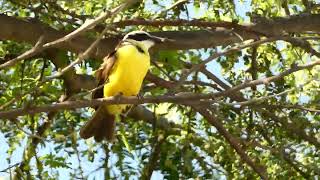 Phelpsia inornata Whitebearded Flycatcher Vargas Venezuela [upl. by Meikah308]