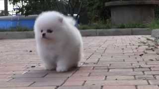 Белый померанский шпиц Puppy white Pomeranian wwwelitdogcom [upl. by Remus]